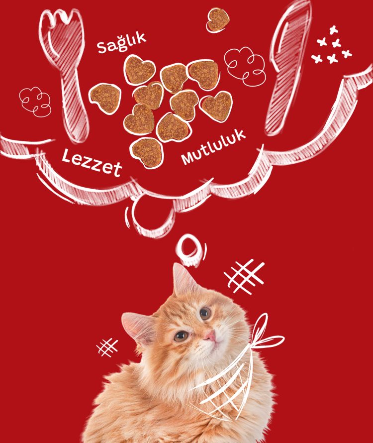 mama düşünen kedi